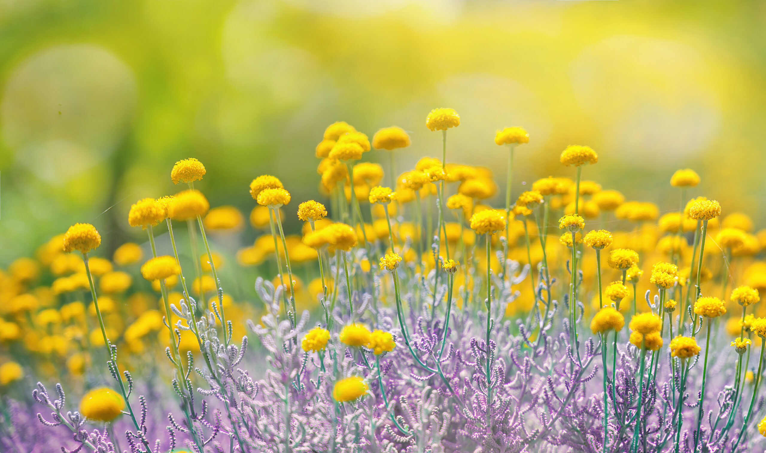 Cute fluffy little yellow wildflowers in nature on a meadow on s